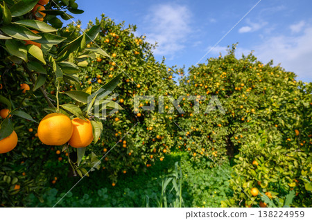 Vibrant oranges hang from branches in a lush grove under a bright blue sky Vibrant oranges hang from branches in a lush grove under a bright blue sky 138224959
