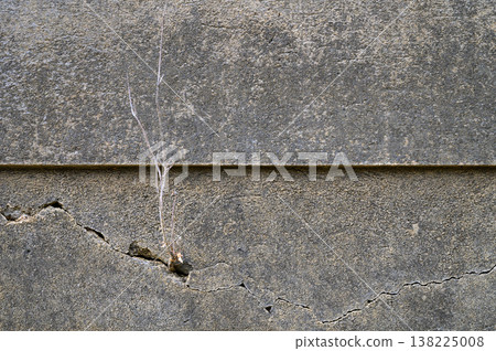 Nature's resilience displayed through a tiny plant growing from a cracked concrete wall Nature's resilience displayed through a tiny plant growing from a cracked concrete wall 138225008