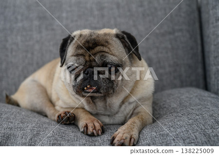 Pug relaxing on a cozy gray sofa during a tranquil afternoon at home Pug relaxing on a cozy gray sofa during a tranquil afternoon at home 138225009