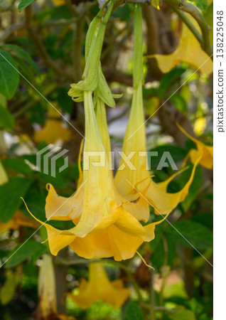 Blossoming yellow flowers hanging gracefully in a vibrant garden setting Blossoming yellow flowers hanging gracefully in a vibrant garden setting 138225048