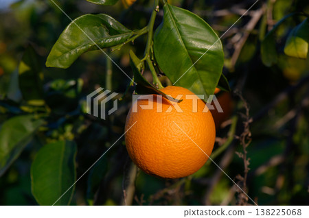 Fresh orange hanging on vibrant green leaves in a sunny orchard under clear blue sky Fresh orange hanging on vibrant green leaves in a sunny orchard under clear blue sky 138225068