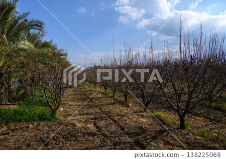 Bare trees line the agricultural field under a bright blue sky in early spring 138225069