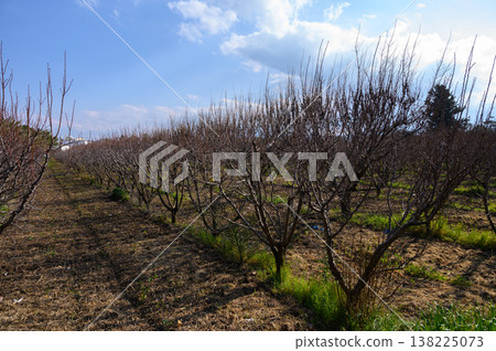 Vast orchard of dormant trees under a bright sky in early springtime nature setting Vast orchard of dormant trees under a bright sky in early springtime nature setting 138225073