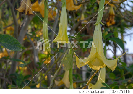Golden trumpet flowers sway gently in the warm garden light of a sunny afternoon 138225116