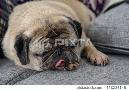 Relaxing pug enjoys a cozy nap on a soft grey sofa with a warm atmosphere in a home setting 138225146