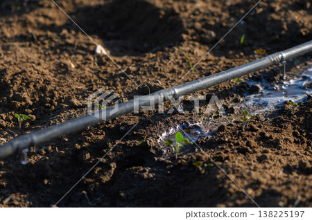 Water droplets glisten on irrigation pipe amidst fertile earth in sunlit garden 138225197