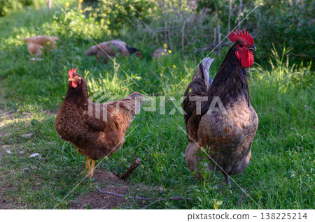 Colorful chickens roam freely in lush green grass during a sunny afternoon 138225214