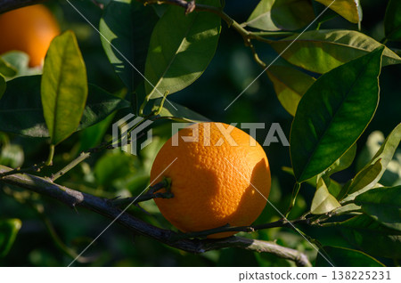 Vibrant orange fruit hangs from green branches under the warm afternoon sun 138225231