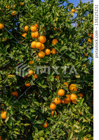 Lush orange tree heavy with ripe fruit basking in golden sunlight on a bright, 138225232