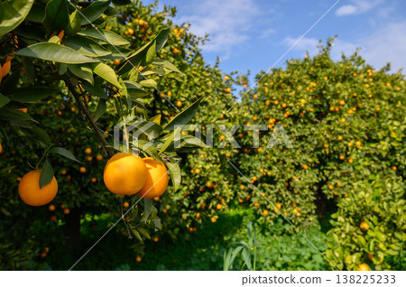 Citrus grove in full bloom under a bright blue sky with ripe oranges ready for harvest 138225233