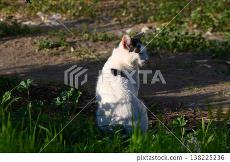 Whiskered companion enjoying the warm sunlight in a green grassy area during 138225236