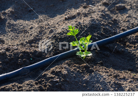 Fresh cilantro sprouts beside irrigation tubing in sunlit garden bed showcasing Fresh cilantro sprouts beside irrigation tubing in sunlit garden bed showcasing 138225237