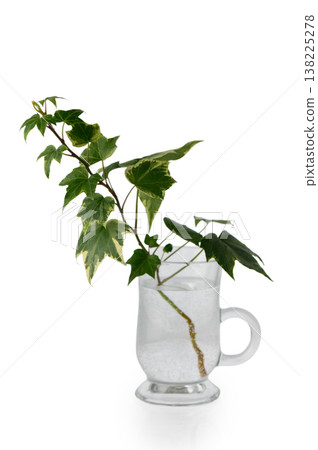 Ivy Branch in Glass Mug with Water Isolated on White Background Ivy Branch in Glass Mug with Water Isolated on White Background 138225278