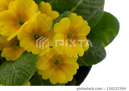 Potted Primula Vulgaris Indoor Flowering Plant Isolated on White 138225304
