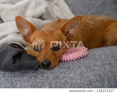 Small brown dog relaxes on cozy grey couch surrounded by toys and a soft blanket in peaceful indoor setting 138225327