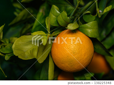 Ripening orange hangs gracefully among vibrant green leaves in a sunlit grove 138225348