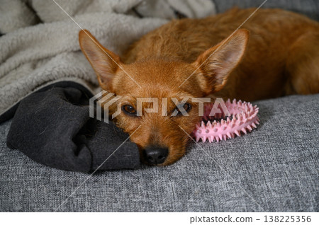 Cozy dog resting on a soft couch with toys and a piece of clothing nearby 138225356