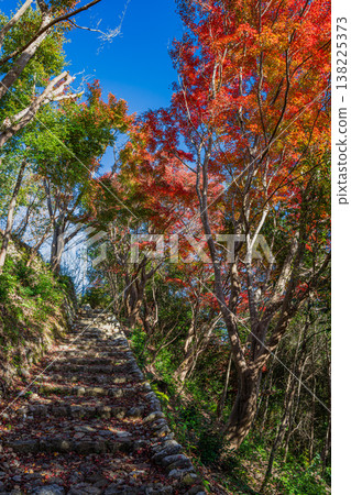 靜岡縣濱松市戶葉山公園的秋葉景色 靜岡縣濱松市戶葉山公園的秋葉景色 138225373