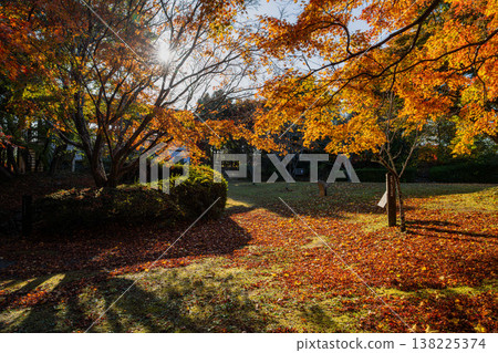 靜岡縣濱松市戶葉山公園的秋葉景色 靜岡縣濱松市戶葉山公園的秋葉景色 138225374