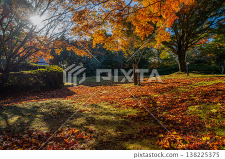 靜岡縣濱松市戶葉山公園的秋葉景色 靜岡縣濱松市戶葉山公園的秋葉景色 138225375