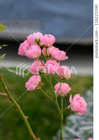 Lush Flowering Japanese Rose Bush (Rosa Rugosa) with Soft Pink Blossoms and Green Foliage 138225390