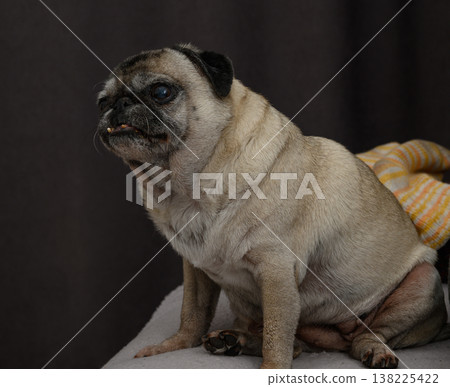 Old Pug Sitting on a Sofa in the Living Room. Cozy Home Portrait of a Pet. 138225422