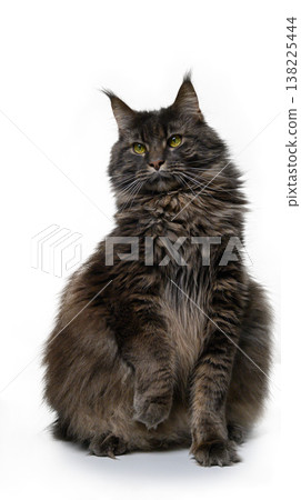 Majestic Portrait of a Maine Coon Cat on Pure White Background. Expressive Direct Gaze. Majestic Portrait of a Maine Coon Cat on Pure White Background. Expressive Direct Gaze. 138225444
