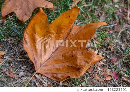 Maple Leaf on Ground Close-Up 138225501