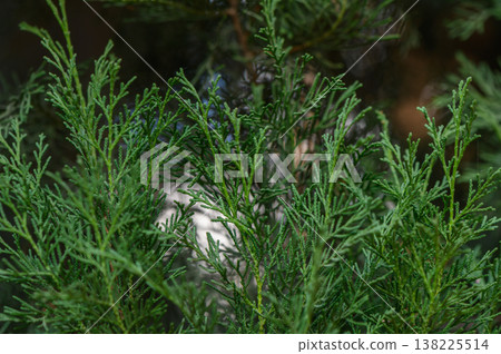 Thuja Tree of Life Branch Close-Up 138225514