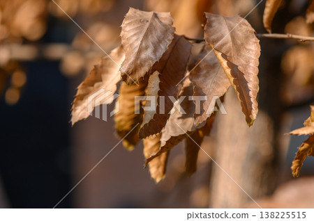 Autumn Leaves of Japanese Zelkova on Ground 138225515