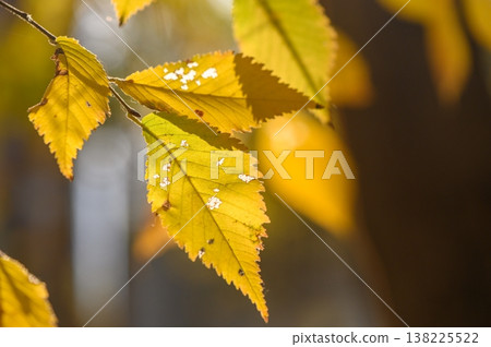 Autumn Leaves Against Sunlight of seasonal colors. 138225522