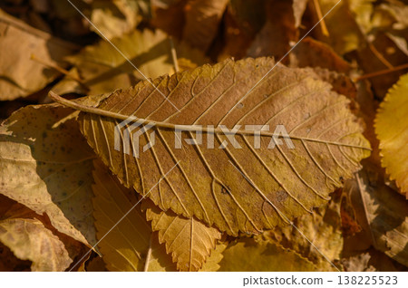 Texture of Fallen Elm Leaves Close-Up Texture of Fallen Elm Leaves Close-Up 138225523