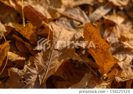 Autumn Leaves with Veins and Texture 138225529