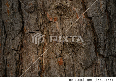 Tree Bark Texture of Pterocarpus Genus 138225533