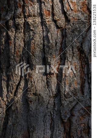 Large Plates of Jeffrey Pine Bark 138225538