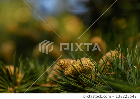 Pine Cones and Needles in Nature Pine Cones and Needles in Nature 138225542