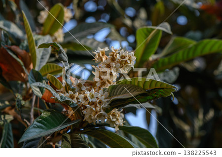Loquat Flowers in Autumn Georgia 138225543