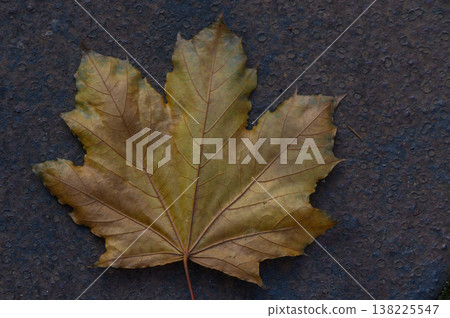 Maple Leaf on Rusty Metal Texture Maple Leaf on Rusty Metal Texture 138225547