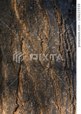 Intricate Tree Bark Pattern Macro Shot Intricate Tree Bark Pattern Macro Shot 138225559