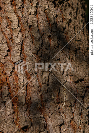 Bark Fragment with Peeling Sections 138225562