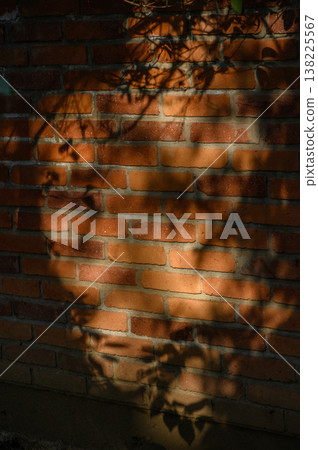 Brick Wall with Foliage Shadows Brick Wall with Foliage Shadows 138225567
