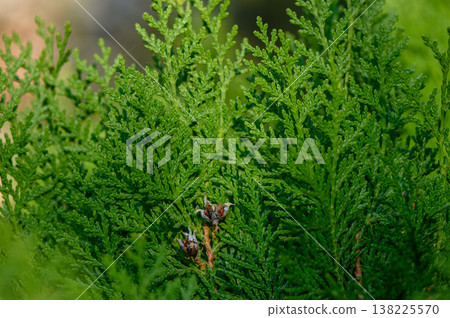 Dense Foliage of Thuja Occidentalis Close-Up 138225570
