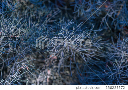 Arizona Cypress Branch with Foliage Arizona Cypress Branch with Foliage 138225572