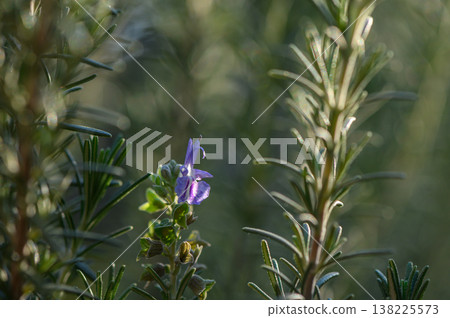 Flowering Rosemary Sprigs with Leaves Flowering Rosemary Sprigs with Leaves 138225573