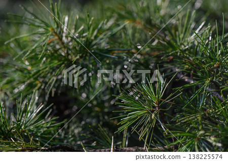 Pinus Bungeana Needles with Unique Bark Pinus Bungeana Needles with Unique Bark 138225574