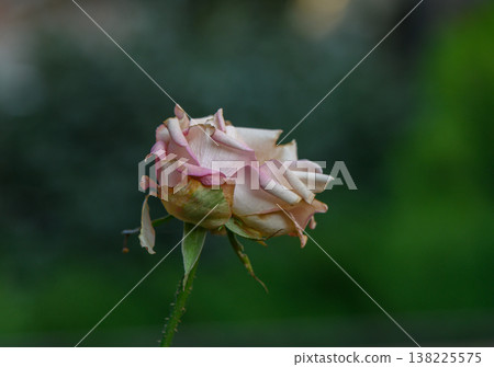 Pink Bud of Damask Rose with Leaves 138225575