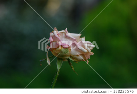 Blooming Garden Rose, Likely Damask Blooming Garden Rose, Likely Damask 138225576