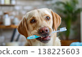 Cute dog pet care with toothbrush to clean teeth. 138225603