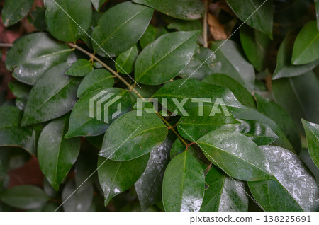 Evergreen Japanese Privet Shrub in Landscape Design Evergreen Japanese Privet Shrub in Landscape Design 138225691