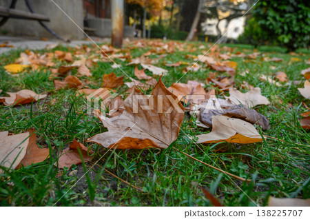 Fallen Autumn Leaves Lying on Green Grass Fallen Autumn Leaves Lying on Green Grass 138225707